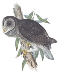 Sooty Owl Bird Vintage Illustrations