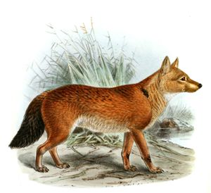Southern Dhole Cyon Javanicus Variation Vintage Illustration