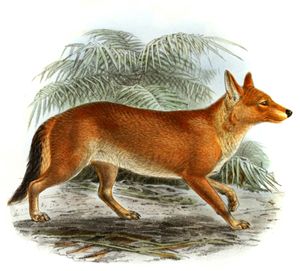 Southern Dhole Cyon Javanicus Vintage Illustration