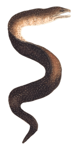 Speckled Eel Vintage Illustration