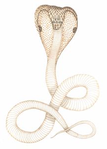 Spectacle Snake Vintage Illustration