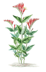 Spigelie Du Maryland Spigelia Marilandica