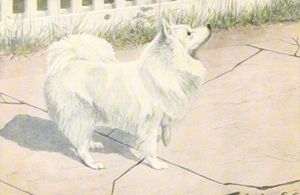 Spitz Dog Vintage Illustrations