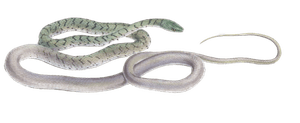 Spotted Bush Snake Dendrophis Semivariegata Vintage Illustration