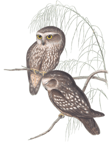 Spotted Owl Bird Vintage Illustrations
