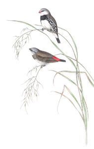 Spotted Sided Finch Bird Vintage Illustrations