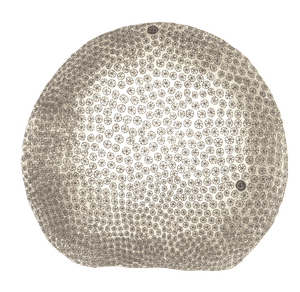 Starry Globe Madrepore Coral Vintage Coral Illustration