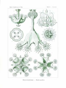 Stauromedusae Vintage Sealife Illustration
