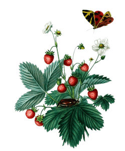 Strawberries Fraisis Vintage Fruit Illustration