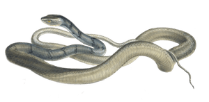 Striped Snake Dendrophis Semivarigata Vintage Illustration
