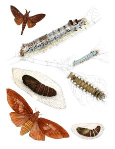 Suana Bimaculata Moth Vintage Illustration