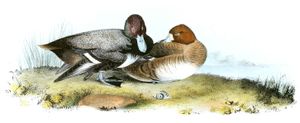 Swamp Duck Bird Vintage Illustrations