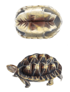 Tent Tortoise Testudo Verroxii Vintage Illustration