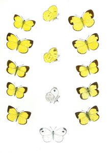 Terias Rotundalis