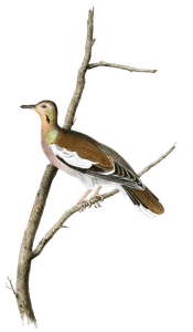 Texan Turtle Dove Bird Vintage Illustrations