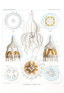 Tesserantha Connectens Vintage Jellyfish Illustration