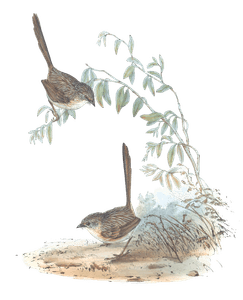 Textile Wren Bird Vintage Illustrations
