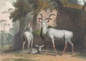 The Koodoo or Greater Kudu Vintage Animal Illustration