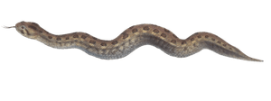 The Many Horned Adder Vipera Atropoides Vintage Illustration