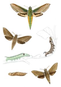 Theretra Nessus Hathia Tenebrosa Hathia Lucasii Moth Vintage Illustration