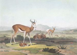 The Spring Bok or Leaping ANtelope Vintage Animal Illustration