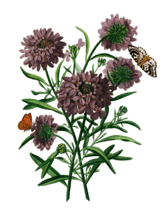 Thlaspi or Taraspic Pennycress Vintage Flower Illustration