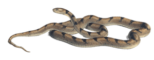 Tiger Cat Snake Telescopus Semiannulatus Vintage Illustration