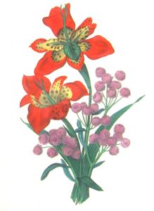 Tigridia Pavonia Vintage Flower Illustration