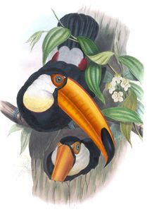 Toco Toucan Rampilastos Toco