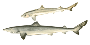 Toper and Young Shark Vintage Illustration