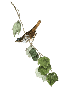 Townsends Finch Bird Vintage Illustrations