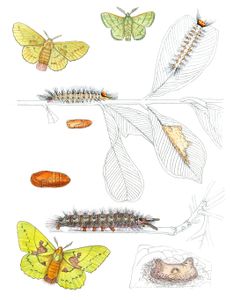 Trabala Vishnu Moth Vintage Illustration