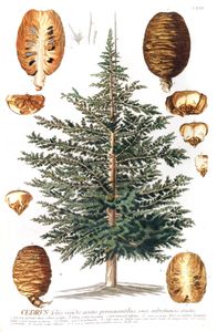 Tree Cedar