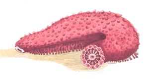 Tremulous Holothuria Vintage Illustration