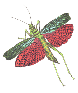 Triple Spined Locust Vintage Insect Illustration