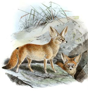True Fennec Canis Zerda Vintage Illustration