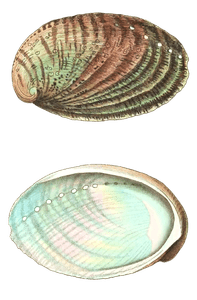 Tuberculate Abalone Vintage Illustration
