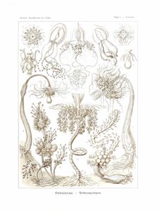 Tubulariae Vintage Sealife Illustration