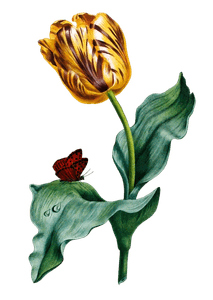 Tulip Vintage Flower Illustration