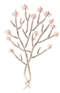 Twisted Tubularia Vintage Illustration