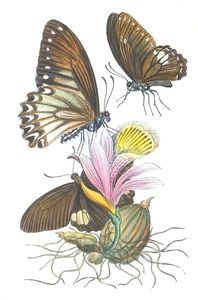 Two Additional Species of Papilio Vintage Illustration