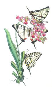 Two Hitherto Unfigured Species of the Vintage Illustration