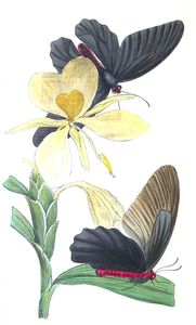 Two Hitherto Unfigured Supposed Species Vintage Illustration