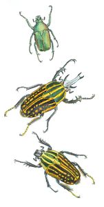 Two Species of Goliath Beetles Vintage Illustration