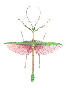 Two Spined Mantis Vintage Insect Illustration