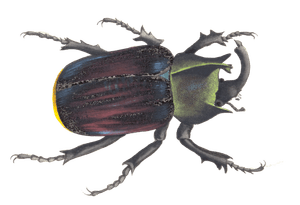 Typhon Beetle Vintage Insect Illustration