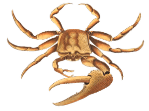 Uka Crab Vintage Illustration