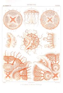 Ulmaris Undosa Aurosa Vintage Jellyfish Illustration