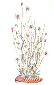 Undivided Tubularia Vintage Coral Illustration