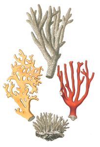 Various Coral 2 Vintage Illustration